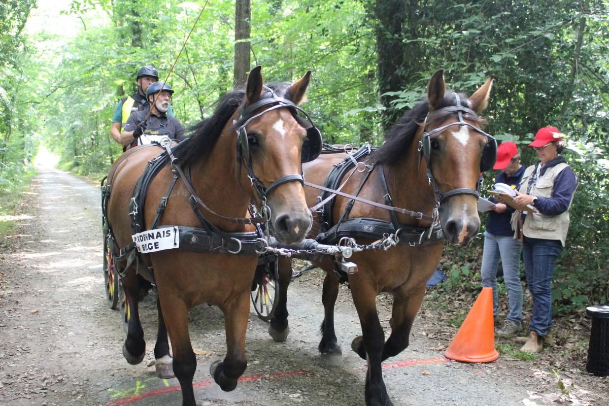 Attelage de chevaux ardennais lors de La Solidaire